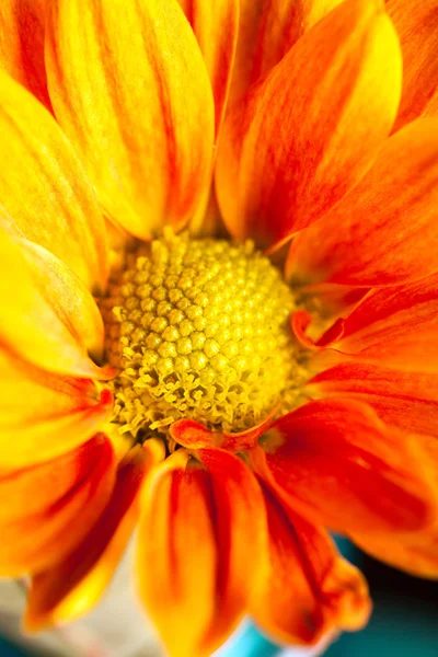 Oranssi keltainen kukka — kuvapankkivalokuva