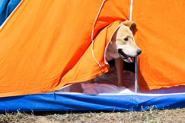 Happy dog camping in a tent. Travel with pets.
