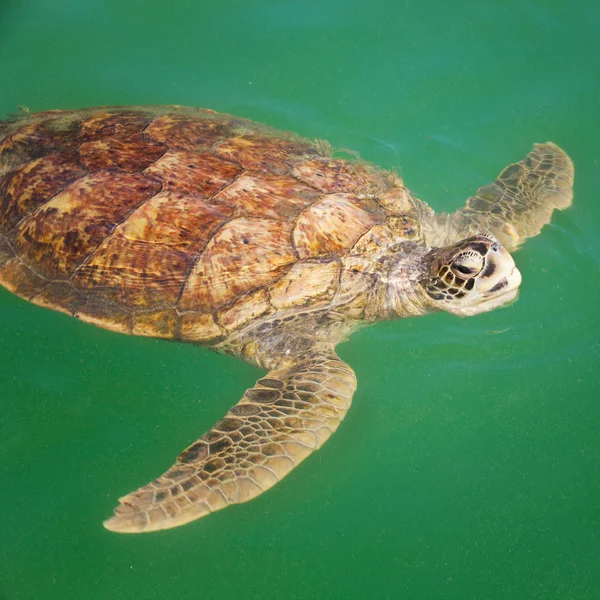 Морская черепаха в Карибском море — стоковое фото