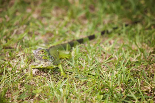 Nyfiken iguana i gräset — Stockfoto