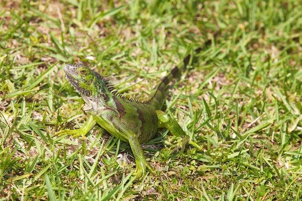 鬣鳞蜥在草 — 图库照片