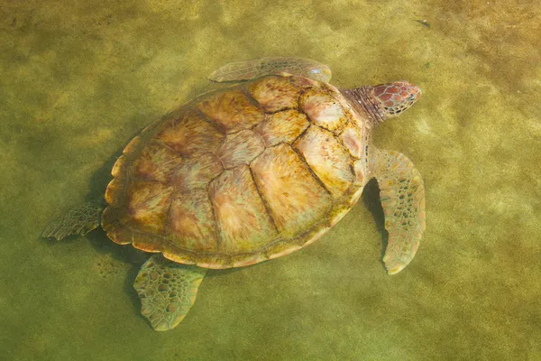 Karibische Meeresschildkröte schwimmt — Stockfoto