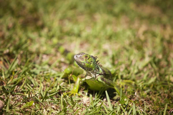 Iguana guardarsi intorno — Foto Stock