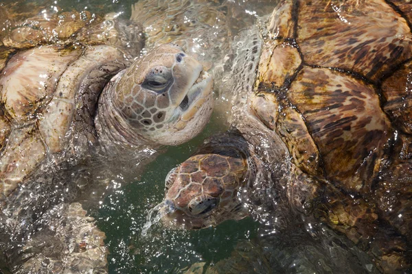 Caribisch gebied zeeschildpadden — Stockfoto