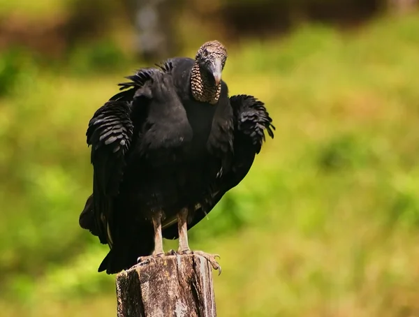 Vulture Sentinella — Foto Stock