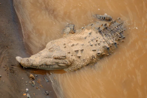 Stor, lat krokodil — Stockfoto