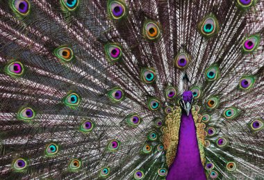 psychedelic tavus kuşu