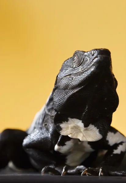 Iguana de cola espinosa — Foto de Stock