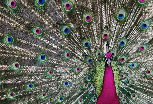 Psykedeliska peacock — Stockfoto