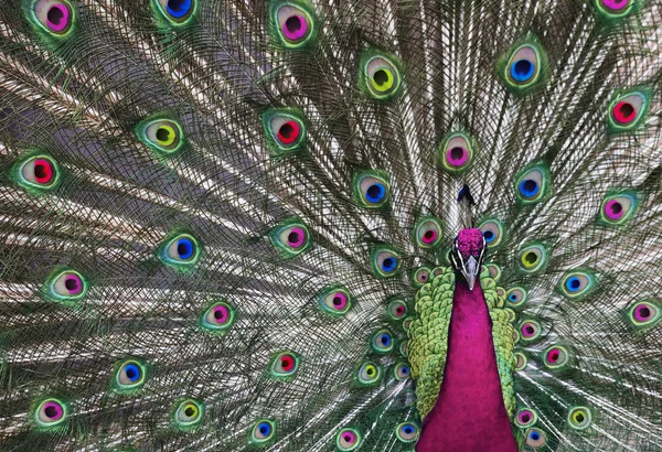 Psychedelic Peacock — Stock Photo, Image