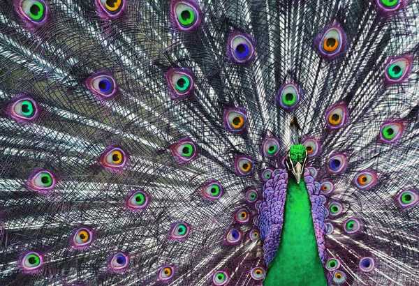 Psychedelic Peacock — Stock Photo, Image
