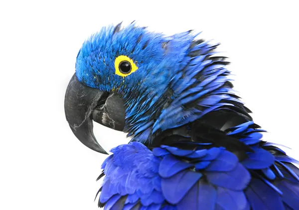 Hyacinth macaw Pictures, Hyacinth Stock & Images | Depositphotos®