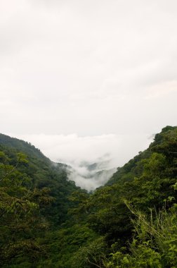 Costa Rica Cloud Forest clipart