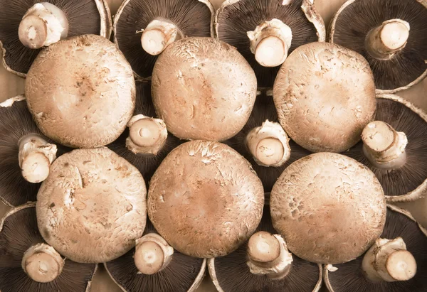 Portobello Mushrooms — Stock Photo, Image