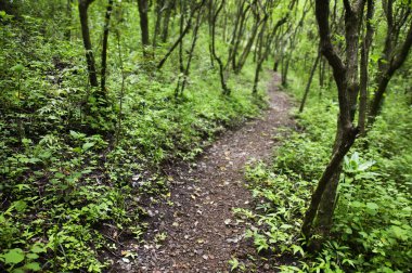 yağmur ormanı yolu