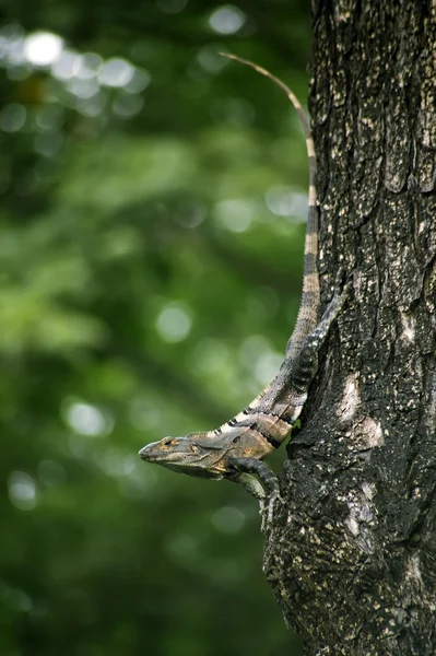 Iguana on a tree — Stock Photo, Image