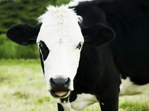 Cara de vaca blanca y negra —  Fotos de Stock