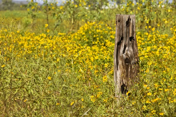Wooden post and yellow flowers — Stock Photo, Image