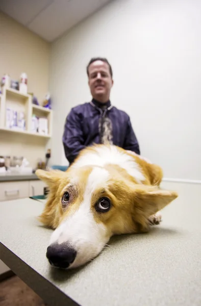 Hond in een veterinair bureau — Stockfoto