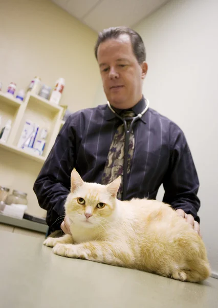 Γάτα σε ένα κτηνιατρικό γραφείο — Φωτογραφία Αρχείου