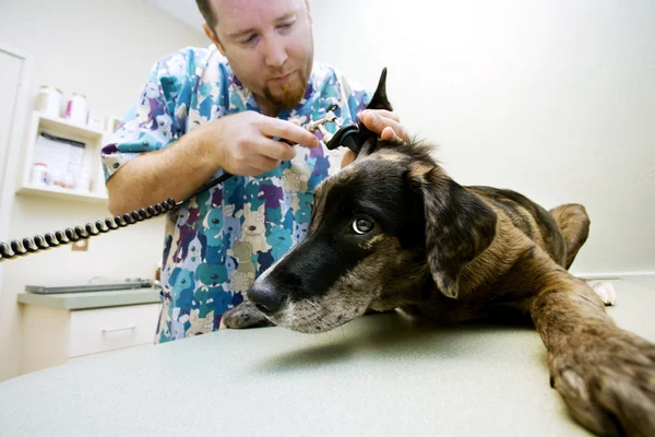 Veterinary Checkup — Stock Photo, Image
