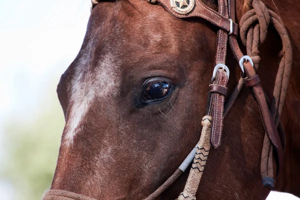 Oog van een paard — Stockfoto