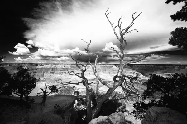 Árbol en el borde del Gran Cañón — Foto de Stock