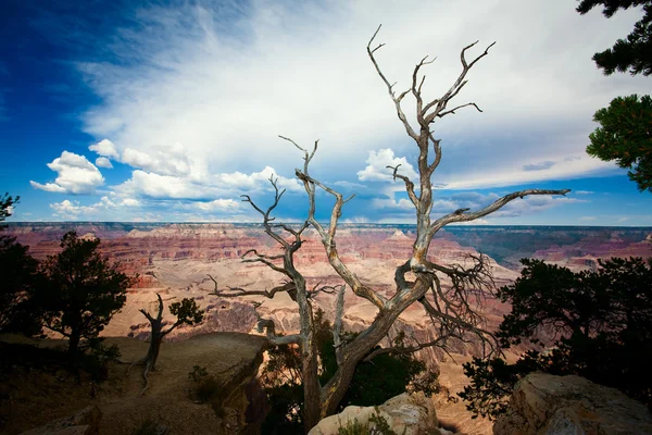 Baum am Rande des Grand Canyon — Stockfoto