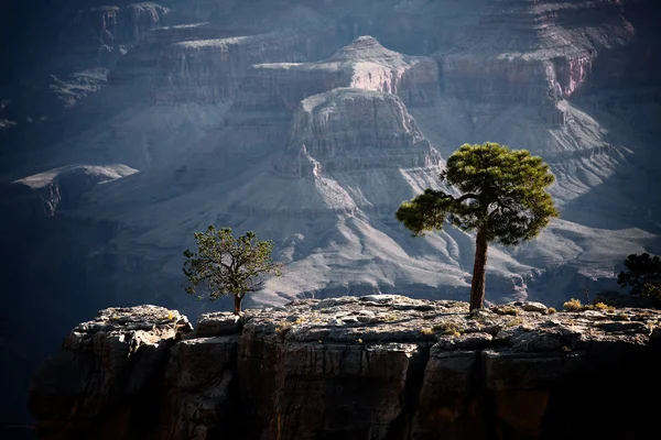 Trees in the Grand Canyon — Stock Photo, Image