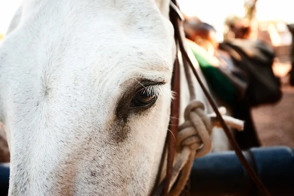 Pack Mule — Stock Photo, Image