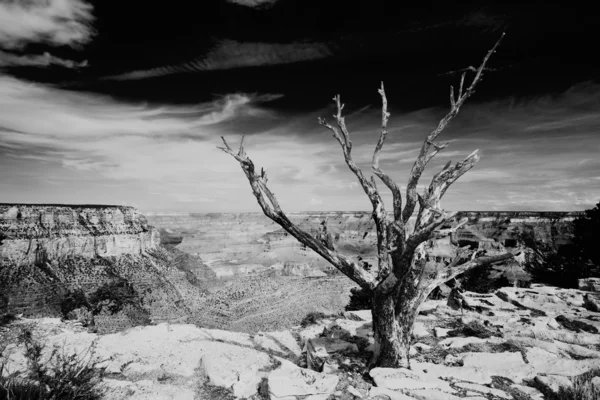 Dead tree at the rim of the Grand Canyon — Stock Photo, Image