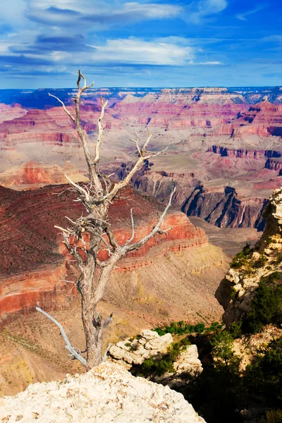 Dead tree at the rim of the Grand Canyon — Stock Photo, Image