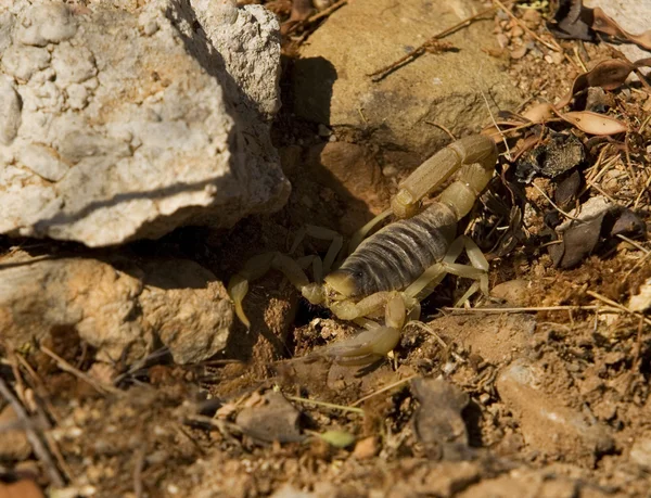 Пустынный полосатый скорпион — стоковое фото