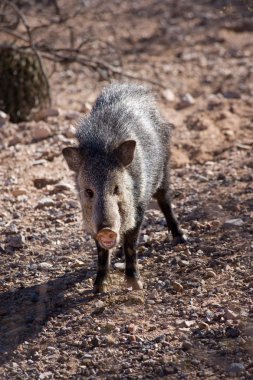 Javelina