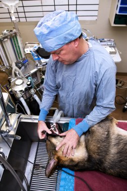 Veteriner köpeği işlem öncesi ile