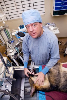 Veteriner köpeği işlem öncesi ile