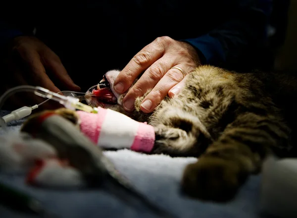 Veterinärmedicinska anestesi — Stockfoto