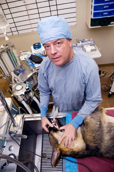 Veterinarian with dog pre-operation — Stock Photo, Image