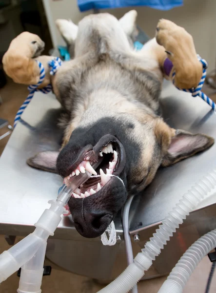 Dog under anesthesia — Stock Photo, Image