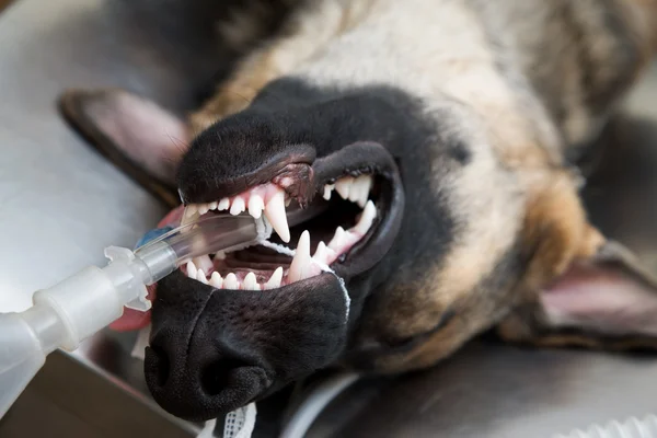 Dog under anesthesia — Stock Photo, Image