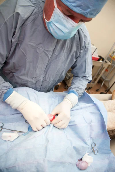 Veterinário realizando operação de neutro no cão — Fotografia de Stock