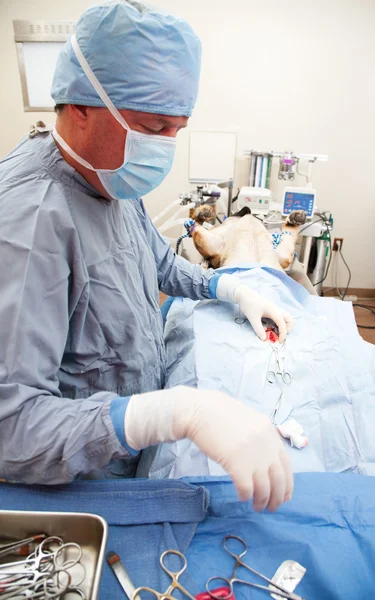 Veterniarian performing sterilization operation on dog — Stock Photo, Image