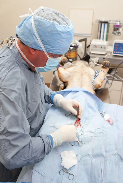 Veterniarian performing neuter operation on dog — Stock Photo, Image