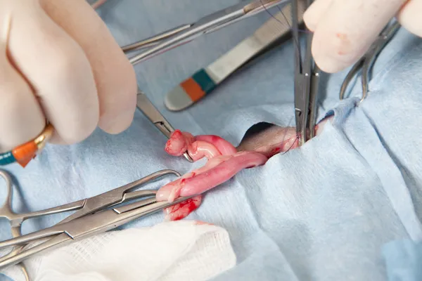 Veterniarian performing spay operation on dog — Stock Photo, Image