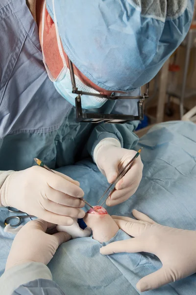 Operación de rodilla en perro pequeño — Foto de Stock