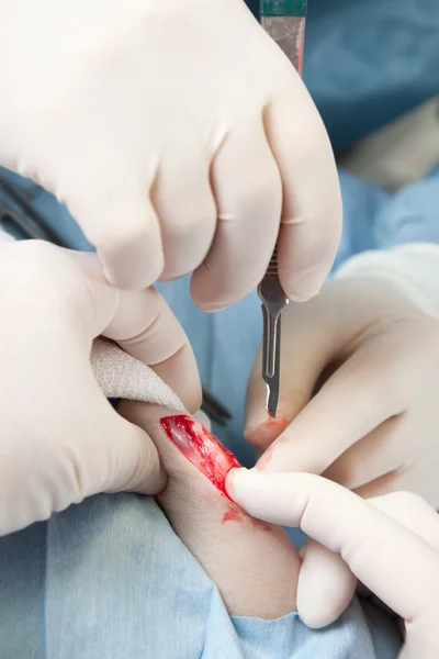 Ветеринар делает операцию на колене маленькой собачке — стоковое фото