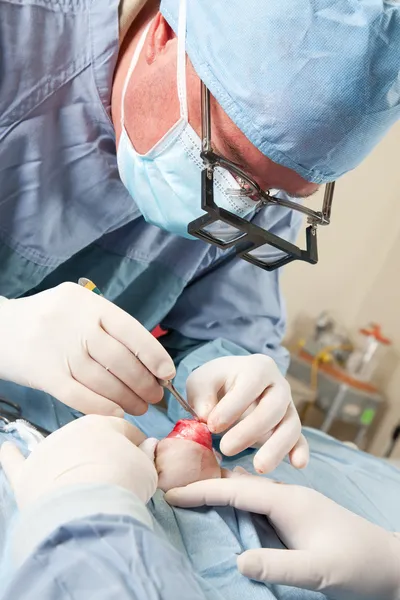 Veterinario haciendo cirugía de rodilla en perro pequeño —  Fotos de Stock