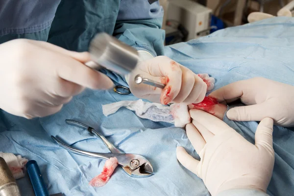 Veterinární lékař dělá operaci kolena na malého psa — Stock fotografie