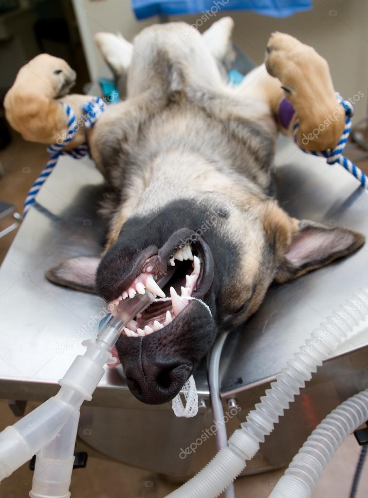 How Do They Put A Dog Under Anesthesia