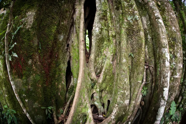 Strangler Fig Tree — Stock Photo, Image